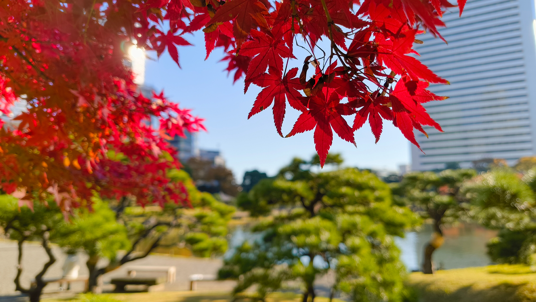 Auto-generated description: 赤い紅葉の葉が手前にあり、背景に池と緑の木々が広がる庭園の風景。