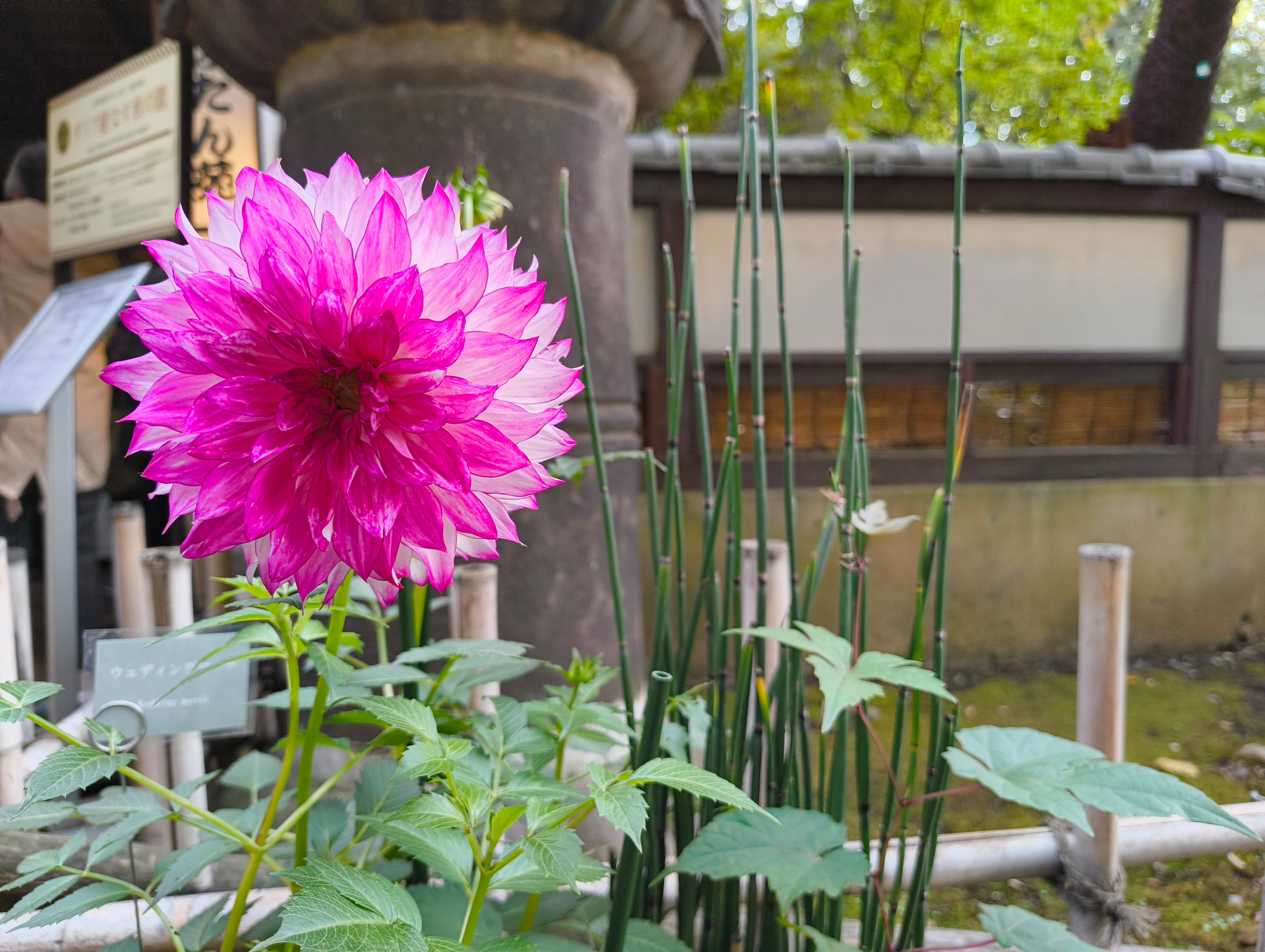 Auto-generated description: 鮮やかなピンク色の花が庭園の中で竹と一緒に咲いています。