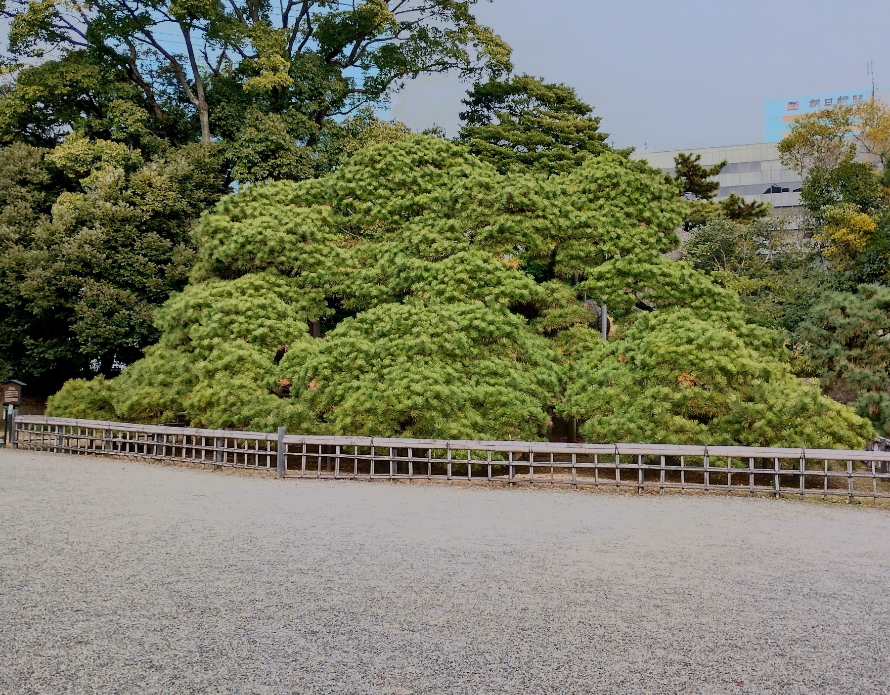 Auto-generated description: 公園に大きな松の木があり、砂利の敷かれた道が手前に広がっています。