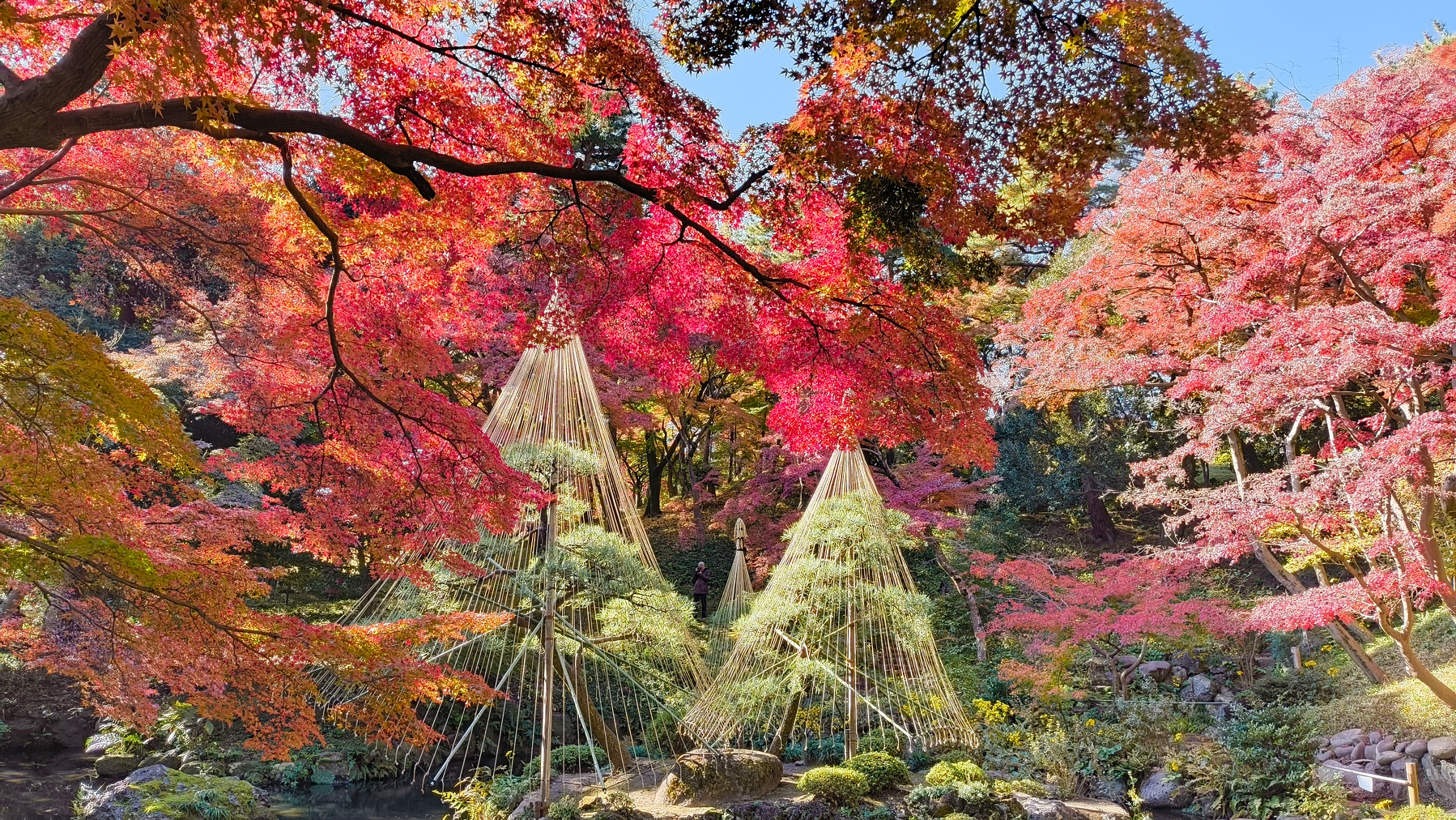 Auto-generated description: 紅葉した木々に囲まれた庭園で、雪つりが施された松が見られる風景。