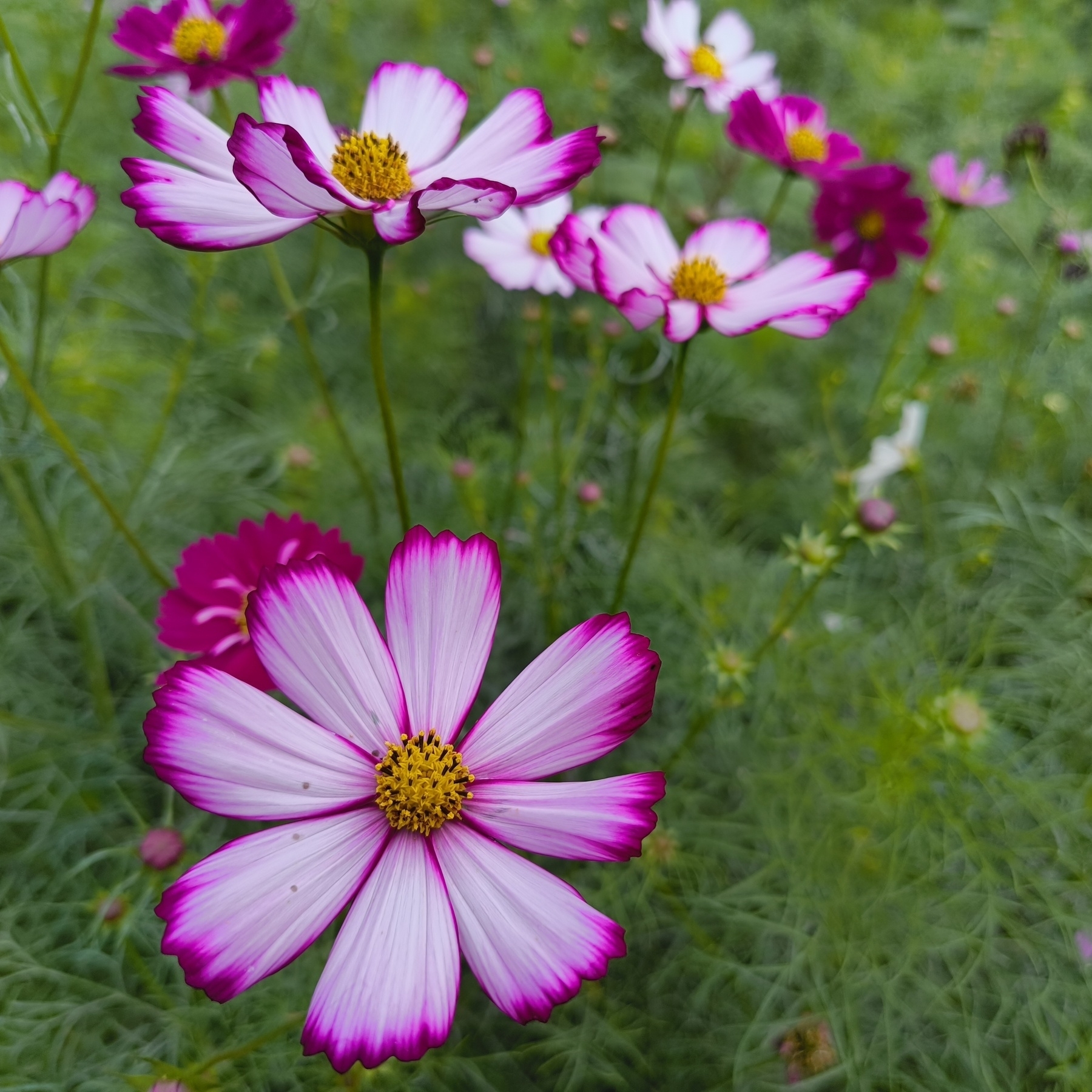 Auto-generated description: ピンクと白のコスモスの花が緑の背景の中で咲いています。
