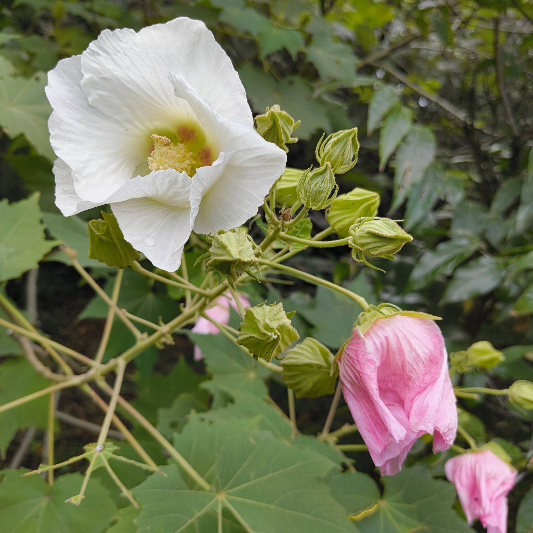 Auto-generated description: 白い花が咲き、ピンクのつぼみが隣にある植物。