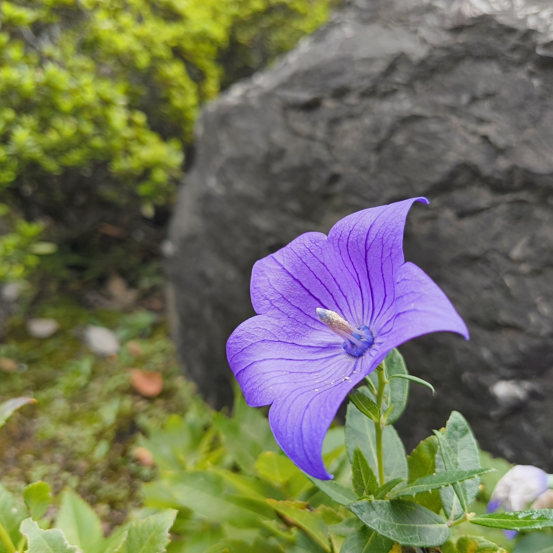 Auto-generated description: 紫色の花が緑の葉に囲まれて咲いています。