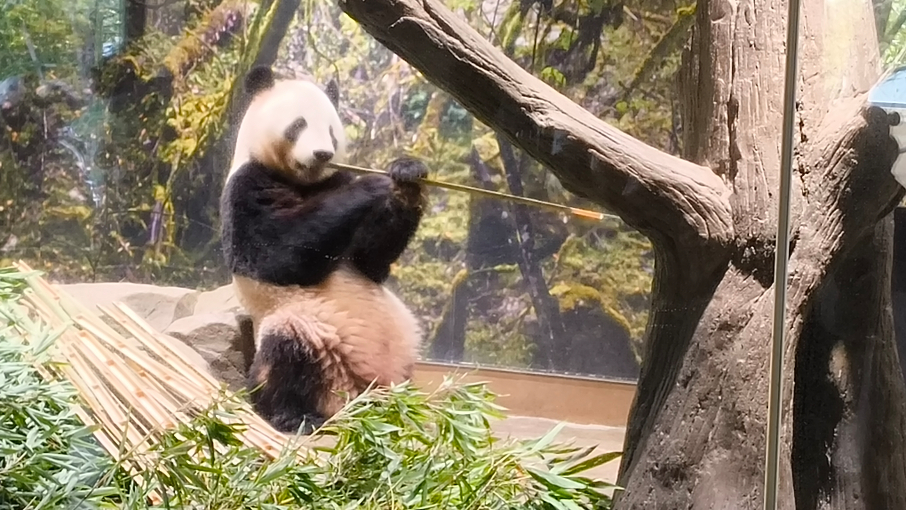 Auto-generated description: パンダが竹を食べているところです。