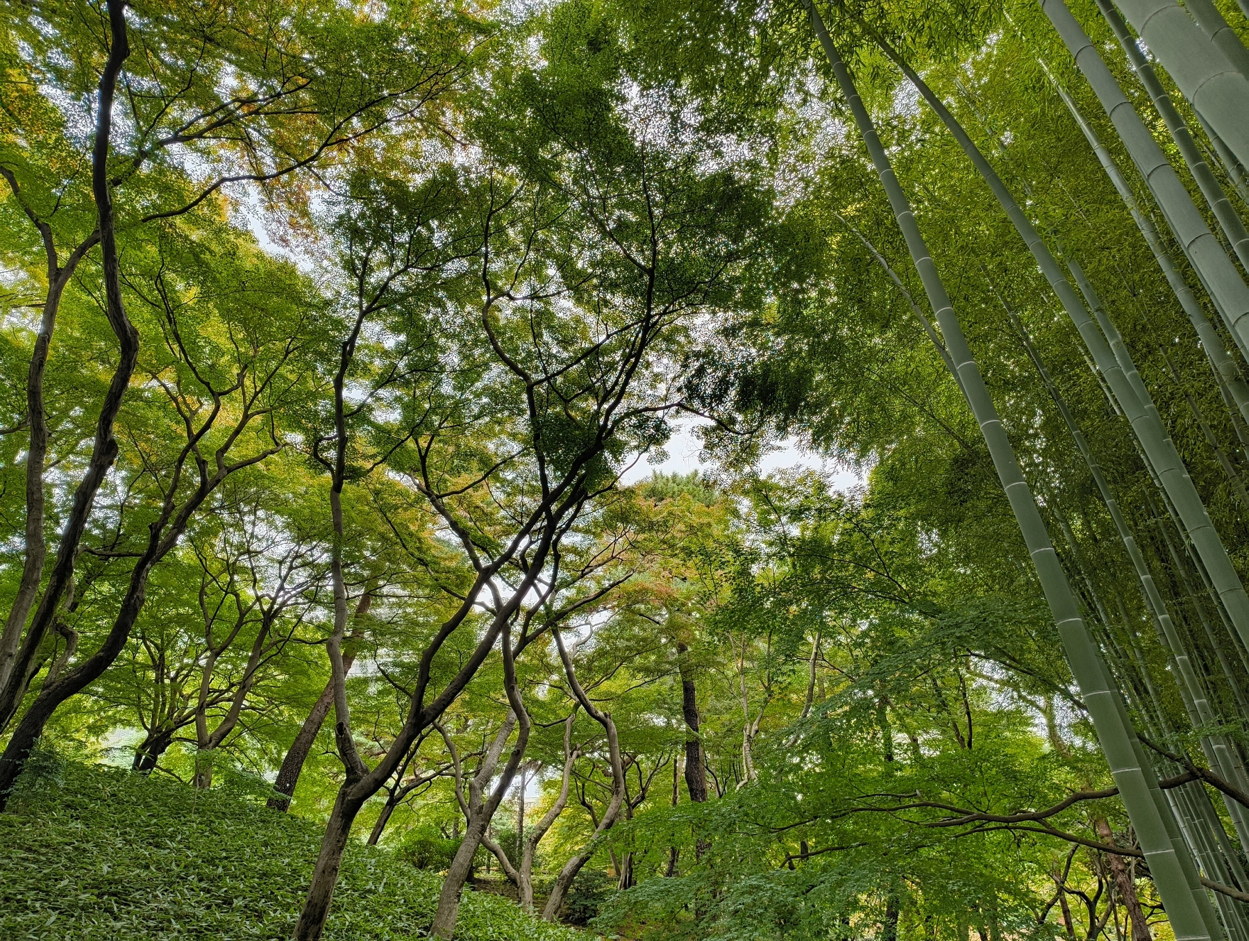 Auto-generated description: 緑豊かな竹林と高い木々が広がる風景です。