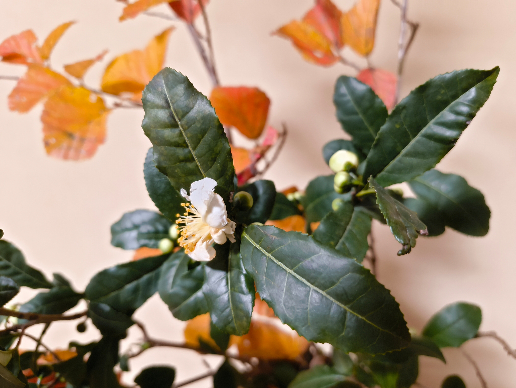 Auto-generated description: 白い花と緑の葉が秋色の背景に映える植物のクローズアップ。
