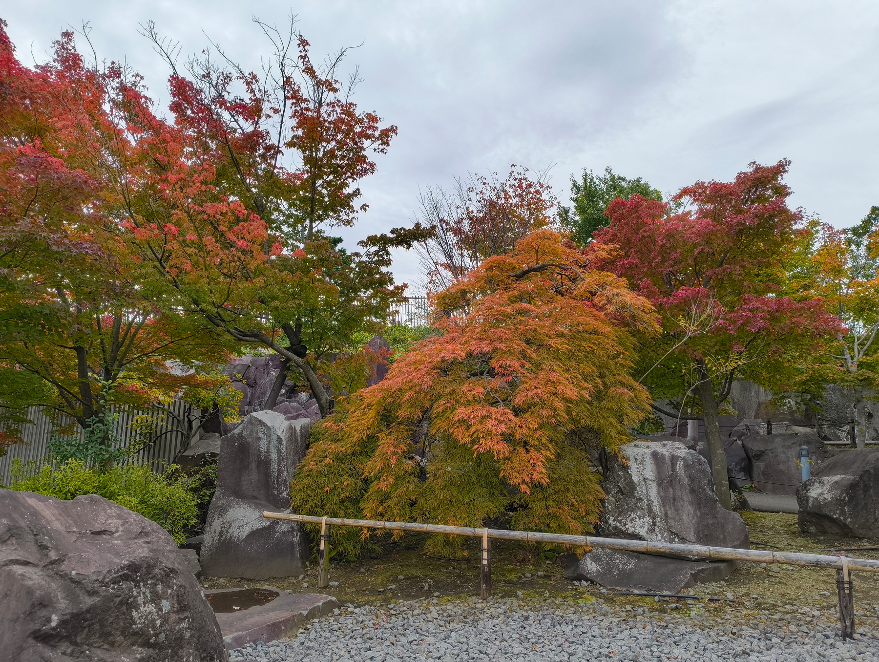 Auto-generated description: 紅葉した木々と大きな岩が並ぶ日本庭園の風景。