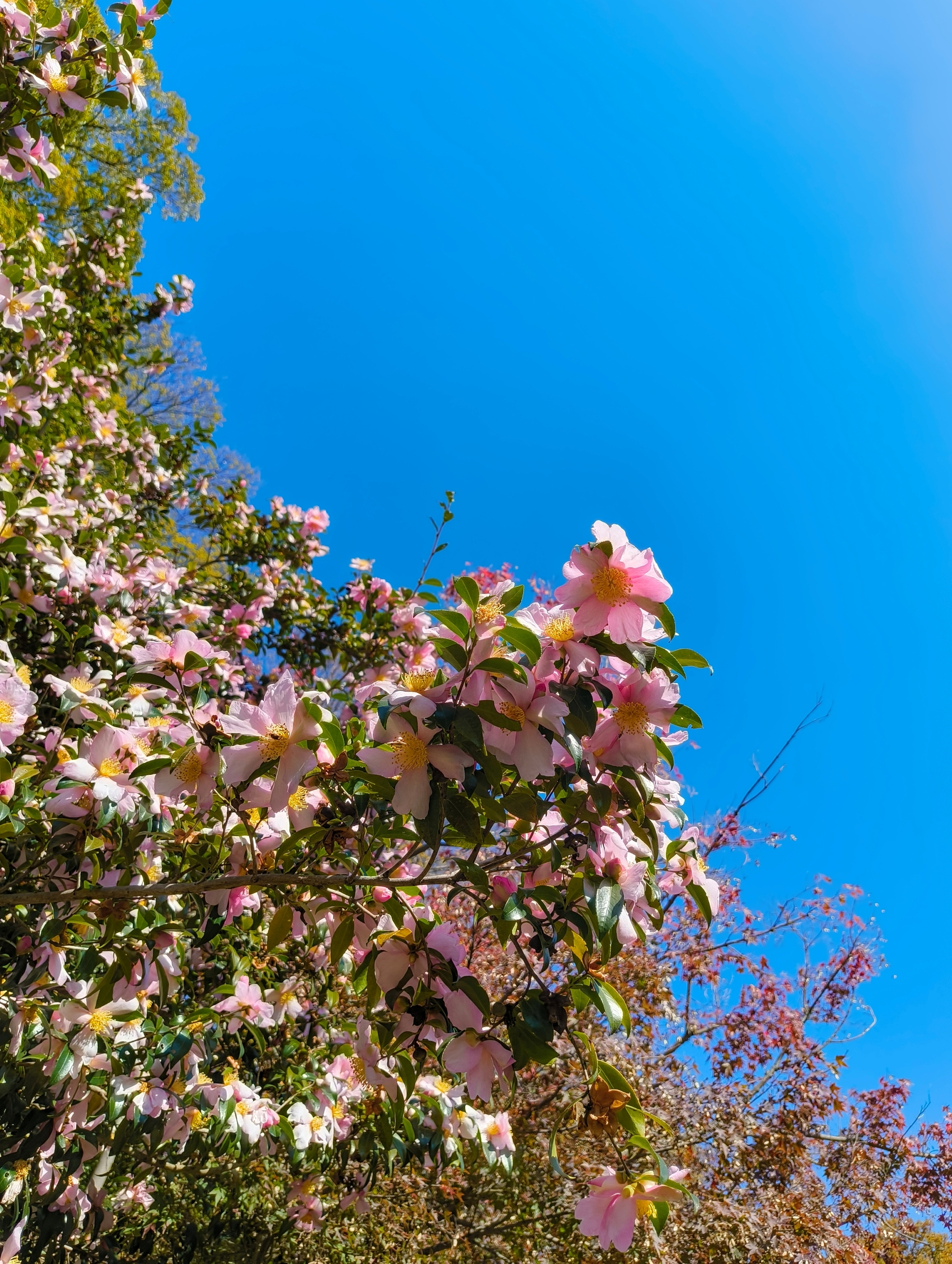 Auto-generated description: 青空の下で満開のピンクの花が咲いている木々が広がっています。