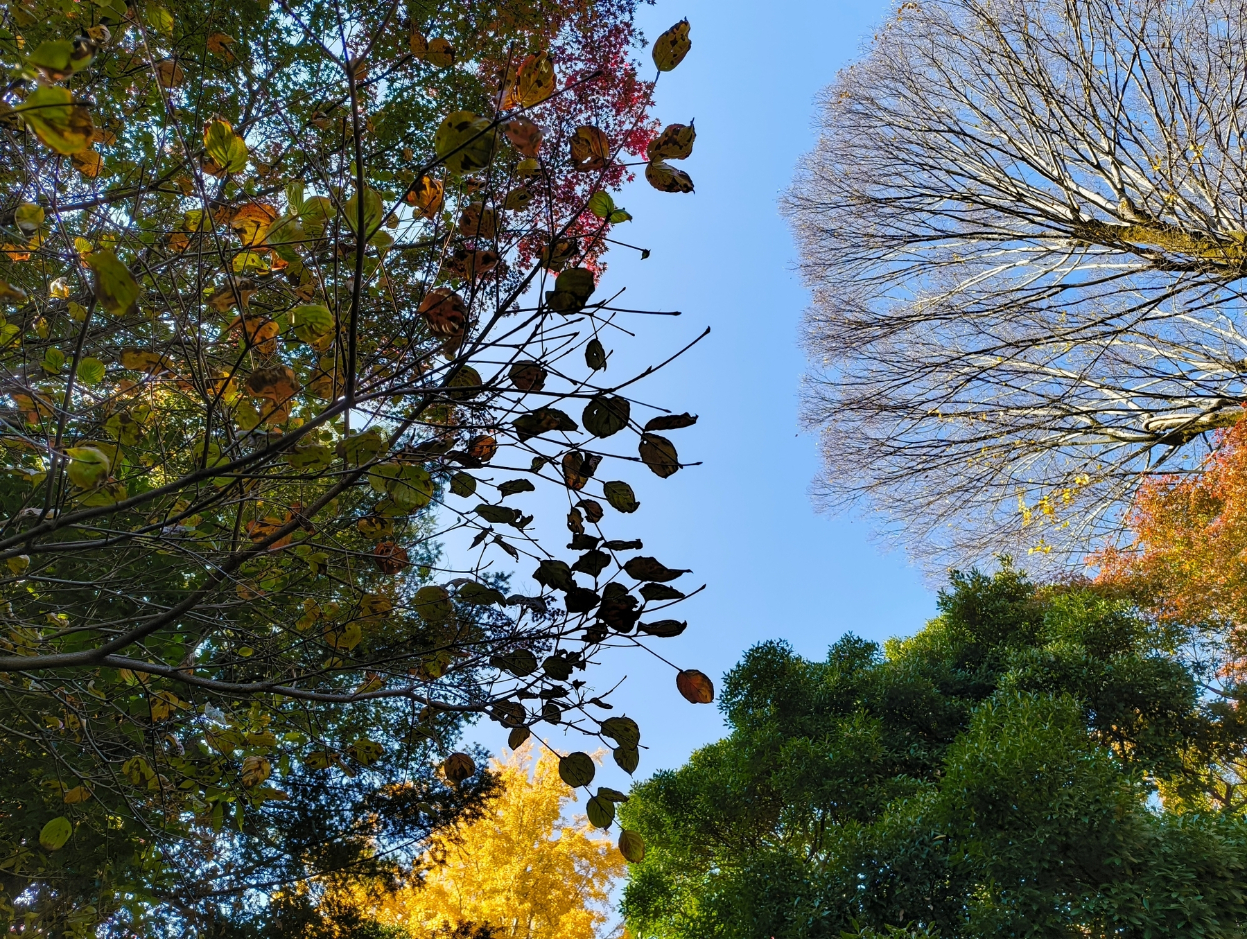 Auto-generated description: 色とりどりの木々と青空が広がっている風景です。