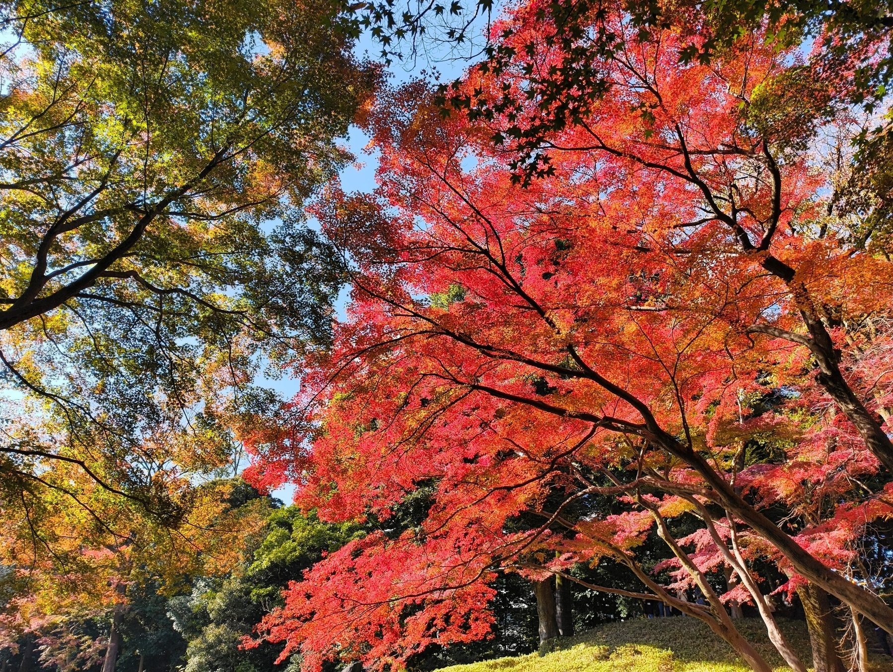 Auto-generated description: 緑と赤の紅葉が美しい、青空の下の木々。