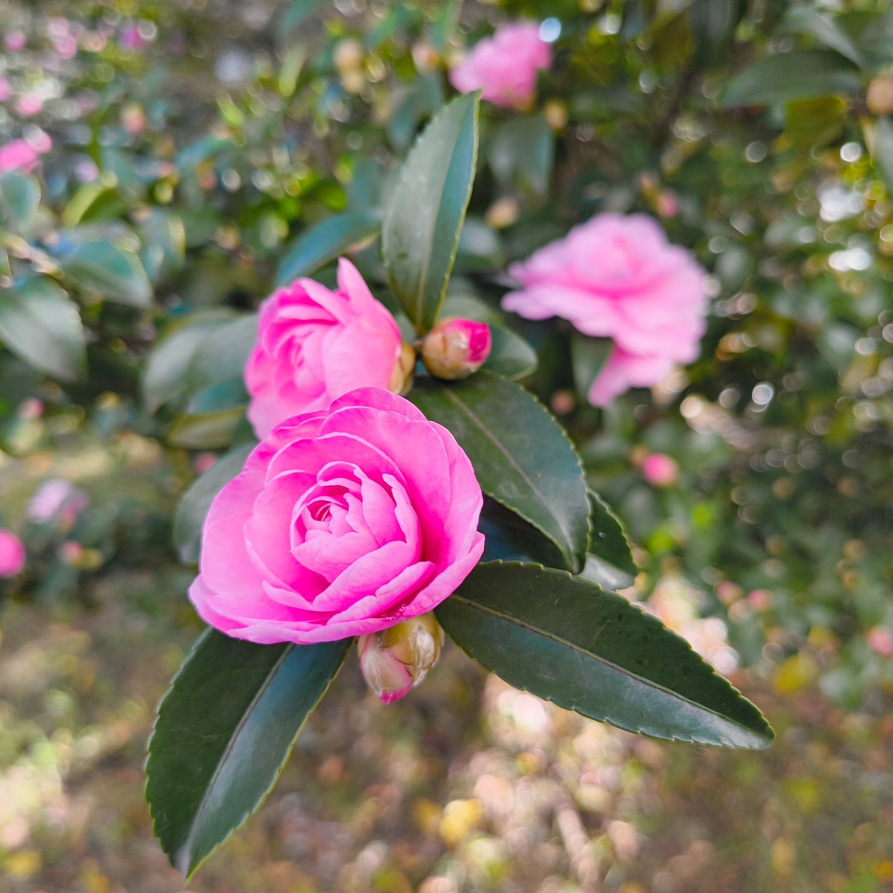 Auto-generated description: ピンク色の椿の花が緑の葉と一緒に咲いています。