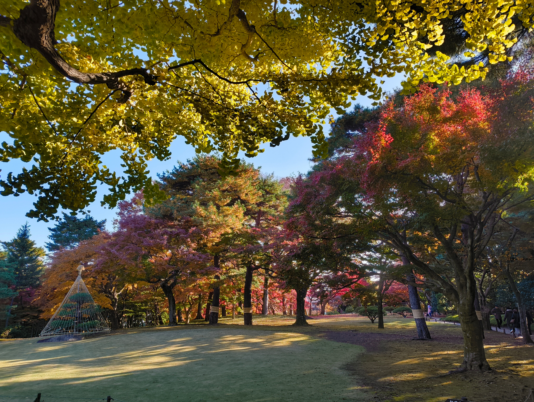 Auto-generated description: 青々とした木々とカラフルな紅葉が広がる公園の風景。