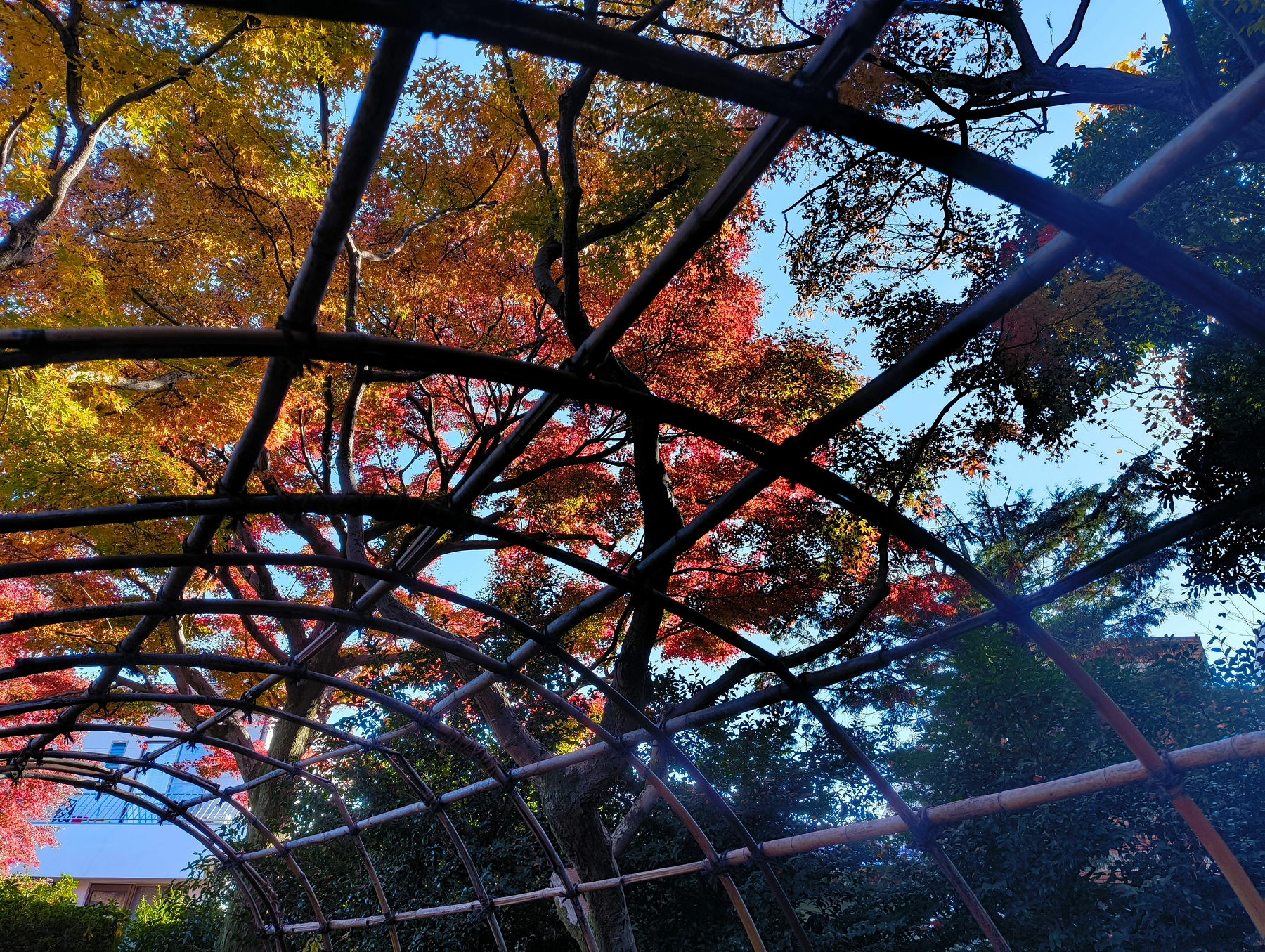 Auto-generated description: アーチ型の竹でできたフレームの上に美しい紅葉の樹木が広がっています。