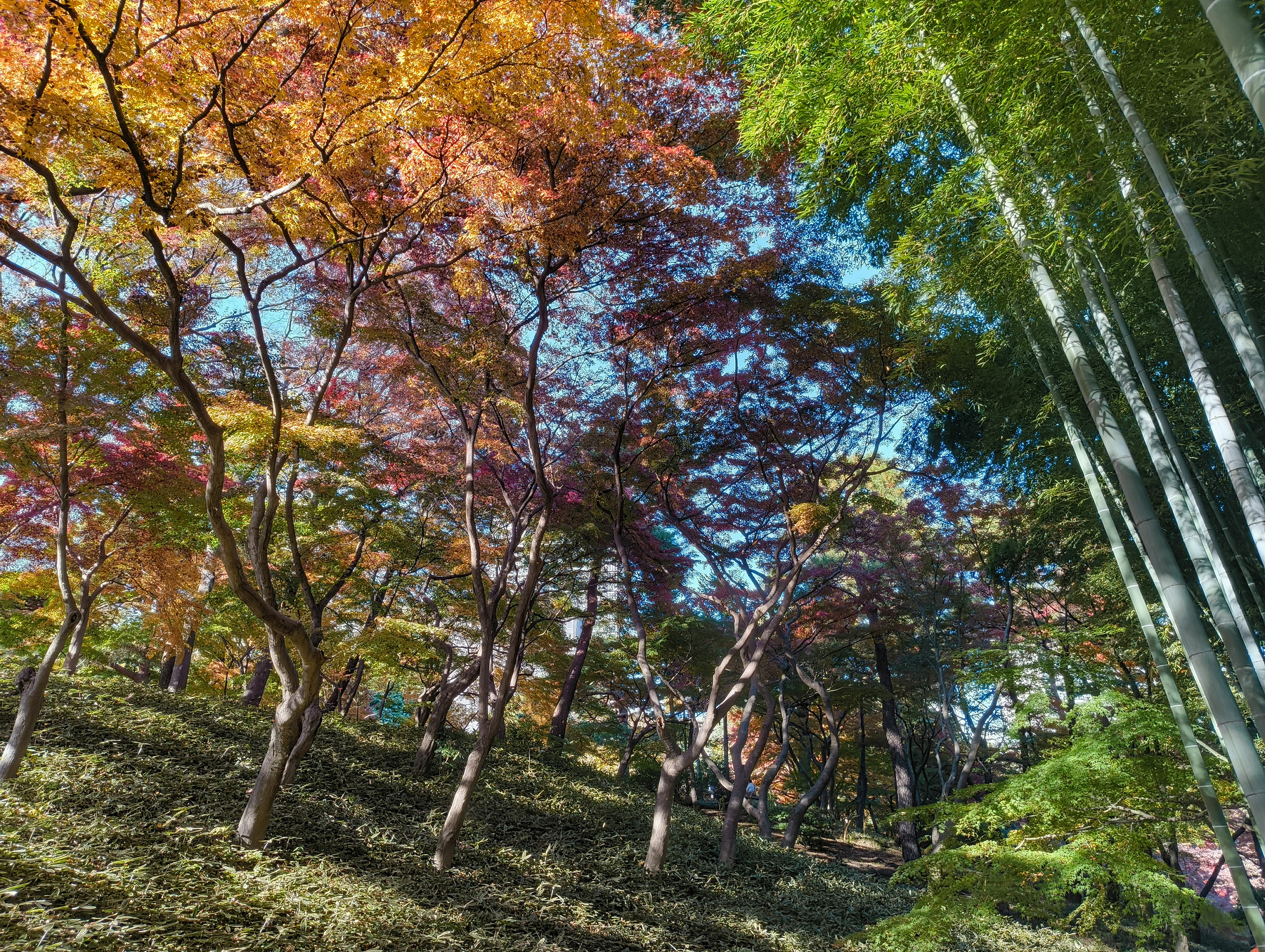 Auto-generated description: 色とりどりの紅葉した木々と竹林が共存する美しい自然の風景。