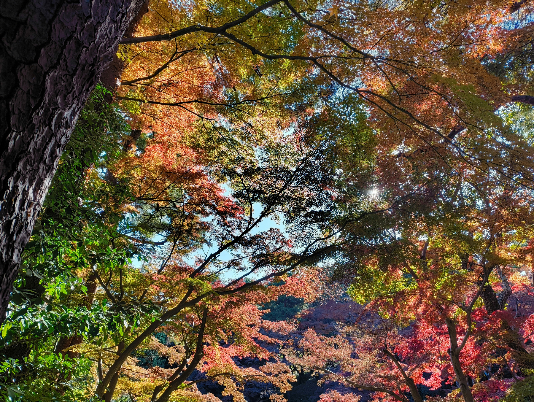 Auto-generated description: 色とりどりの紅葉の木々が空を背景に広がっている美しい風景です。