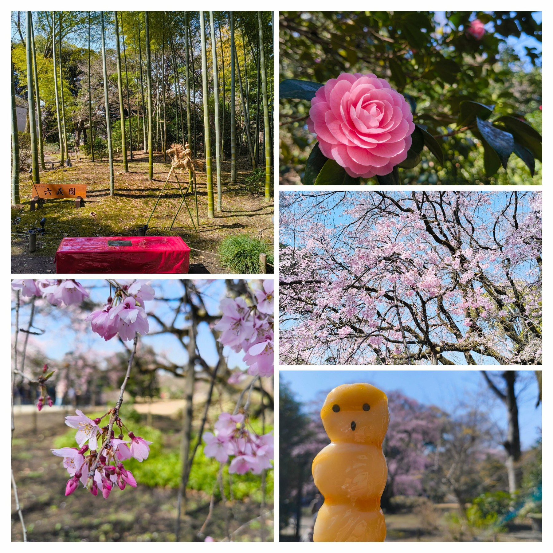 Auto-generated description: 竹林と桜の花、椿の花の写真が一枚の画像にまとめてある。