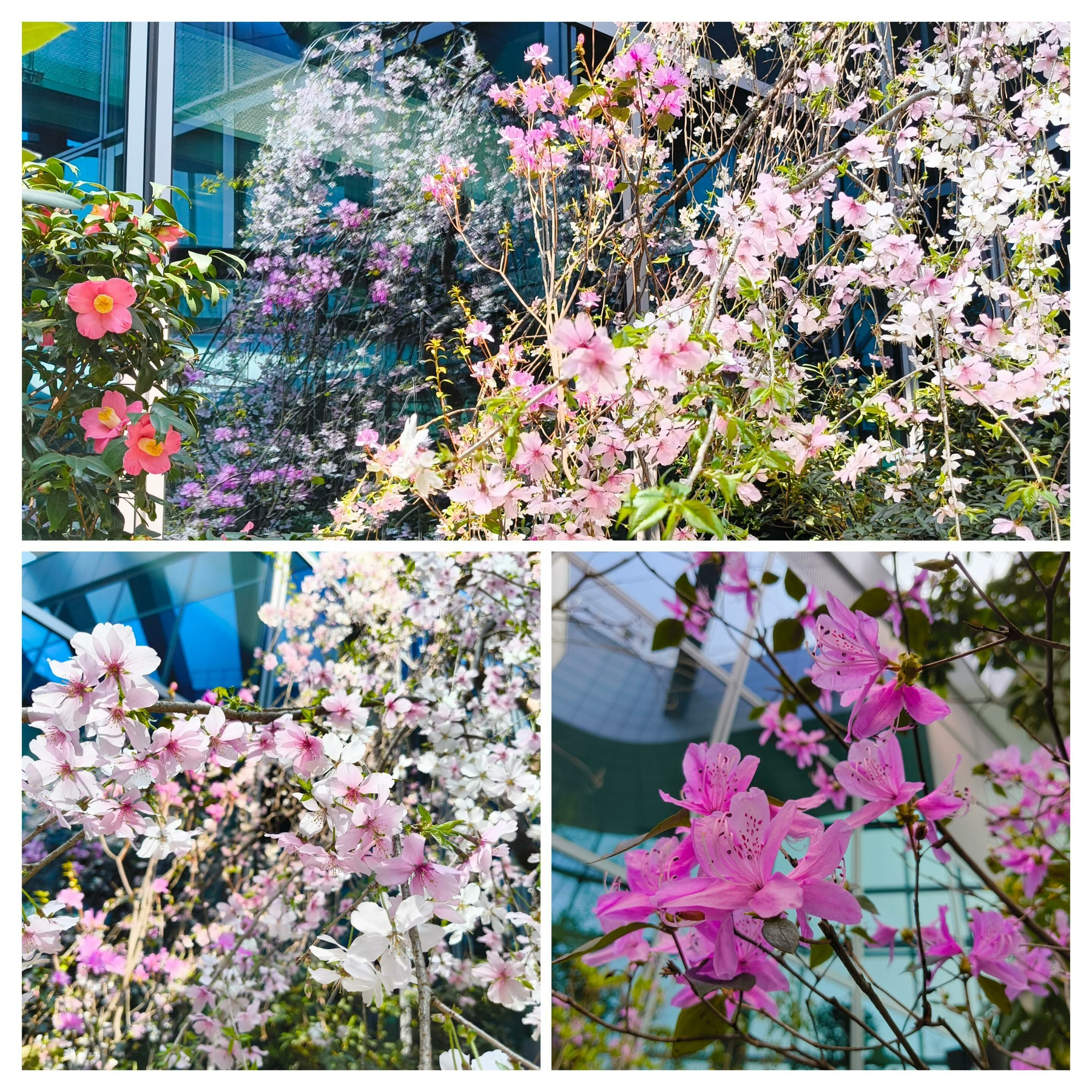 建物の前に様々な色の花が咲いている。