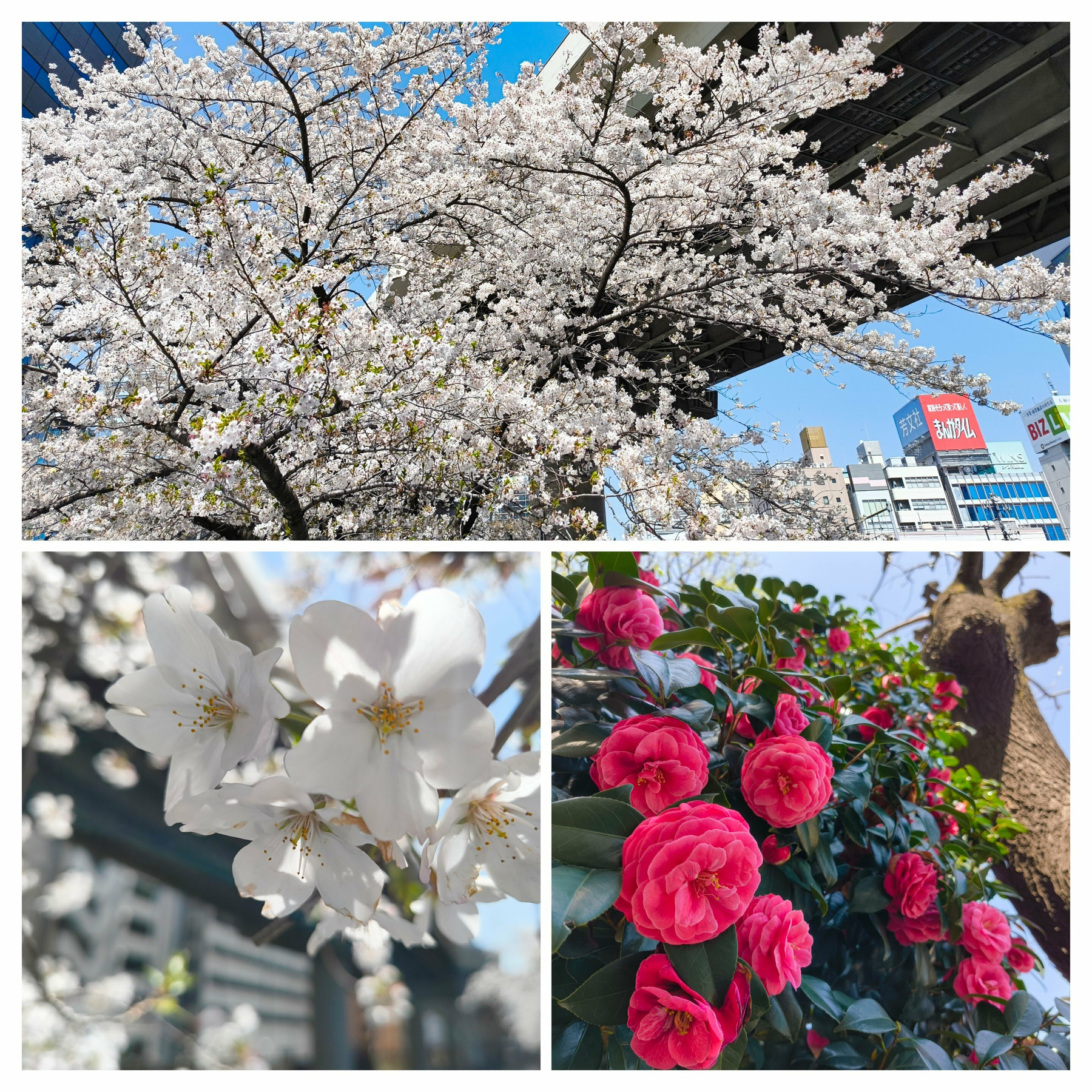 Auto-generated description: 桜の木と白い花のクローズアップ、赤い花が咲いた植物の写真コラージュです。