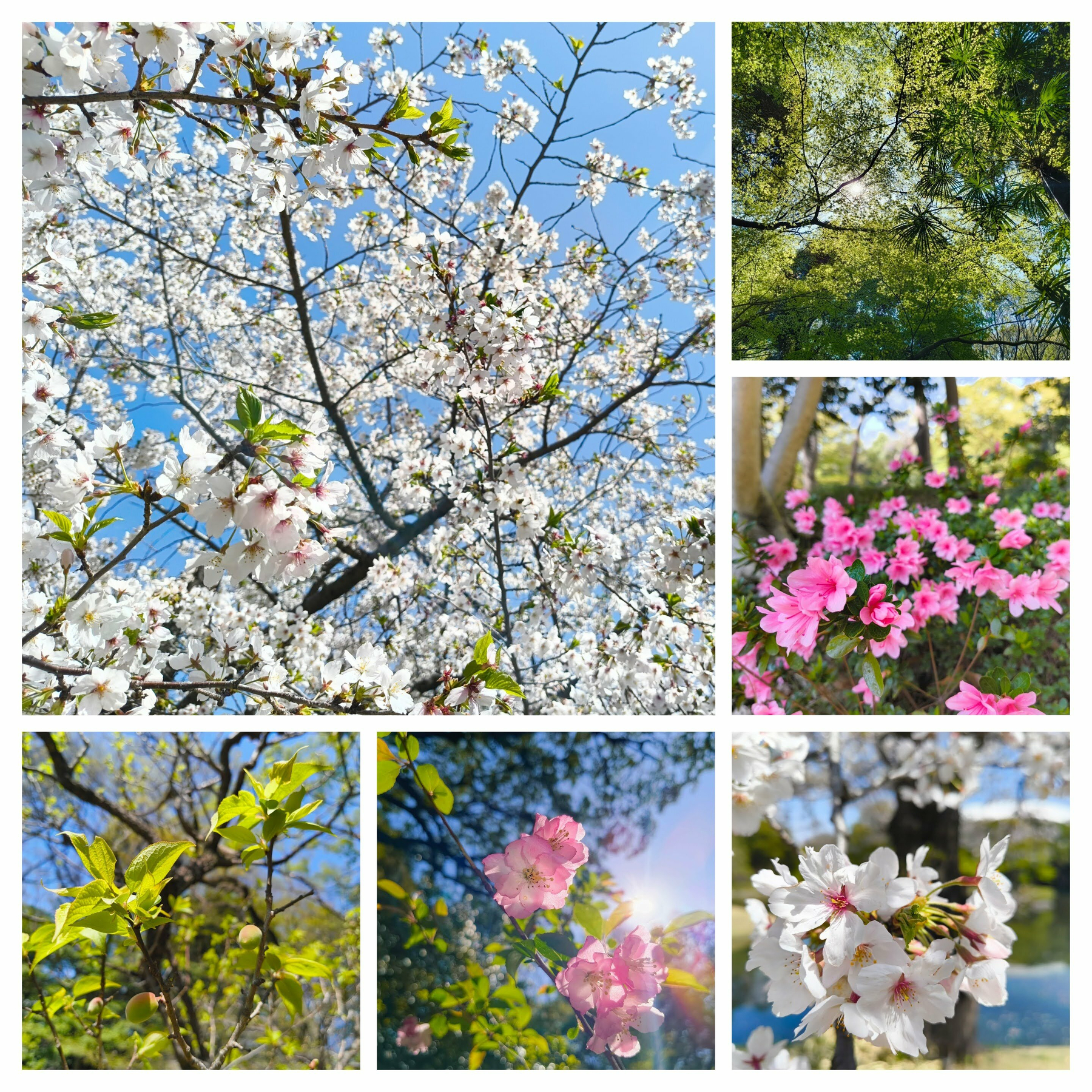Auto-generated description: 青空の下で美しく咲く桜と緑の木々が彩る風景です。