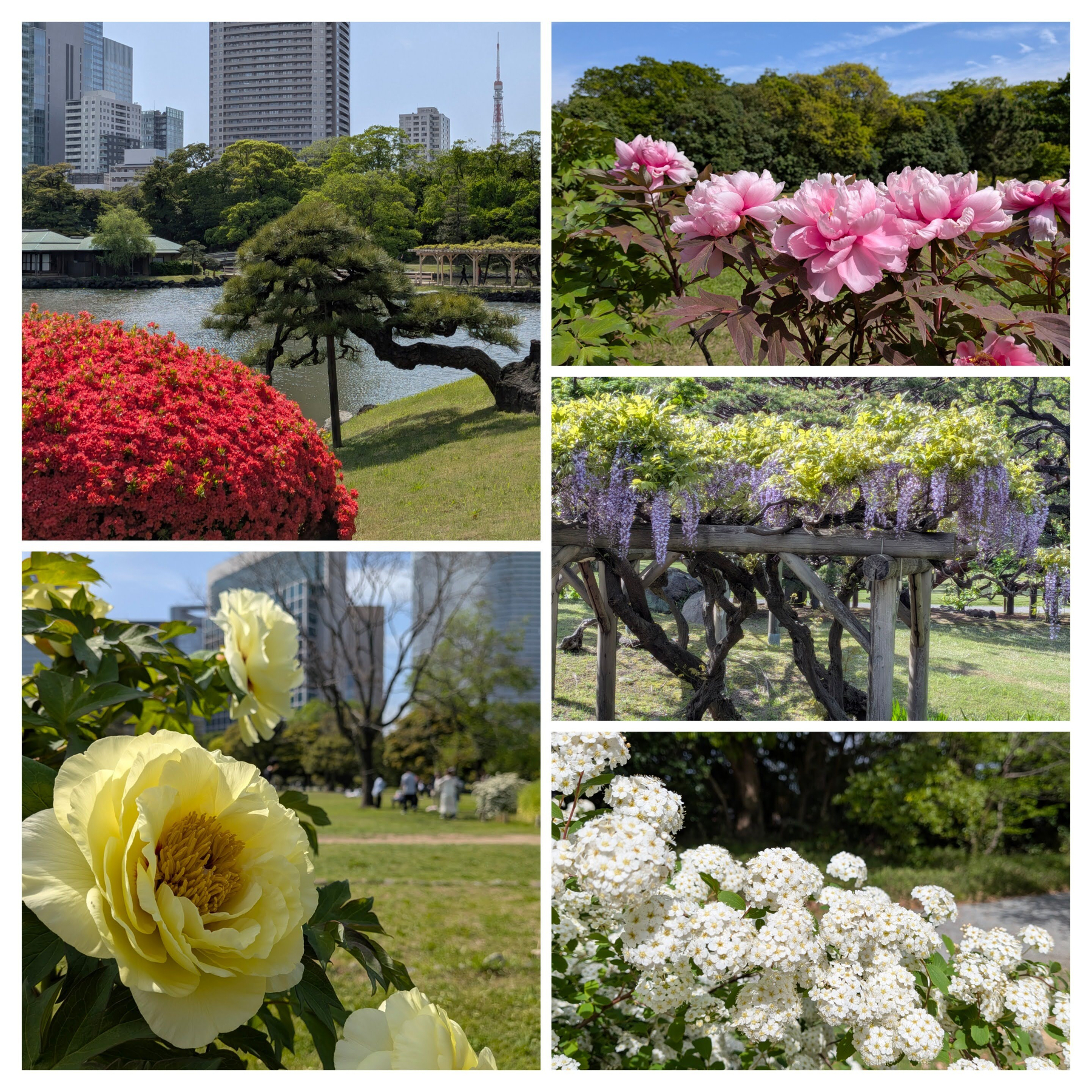 赤やピンク、黄色の花が咲く緑豊かな庭園と高層ビルが背景にあります。