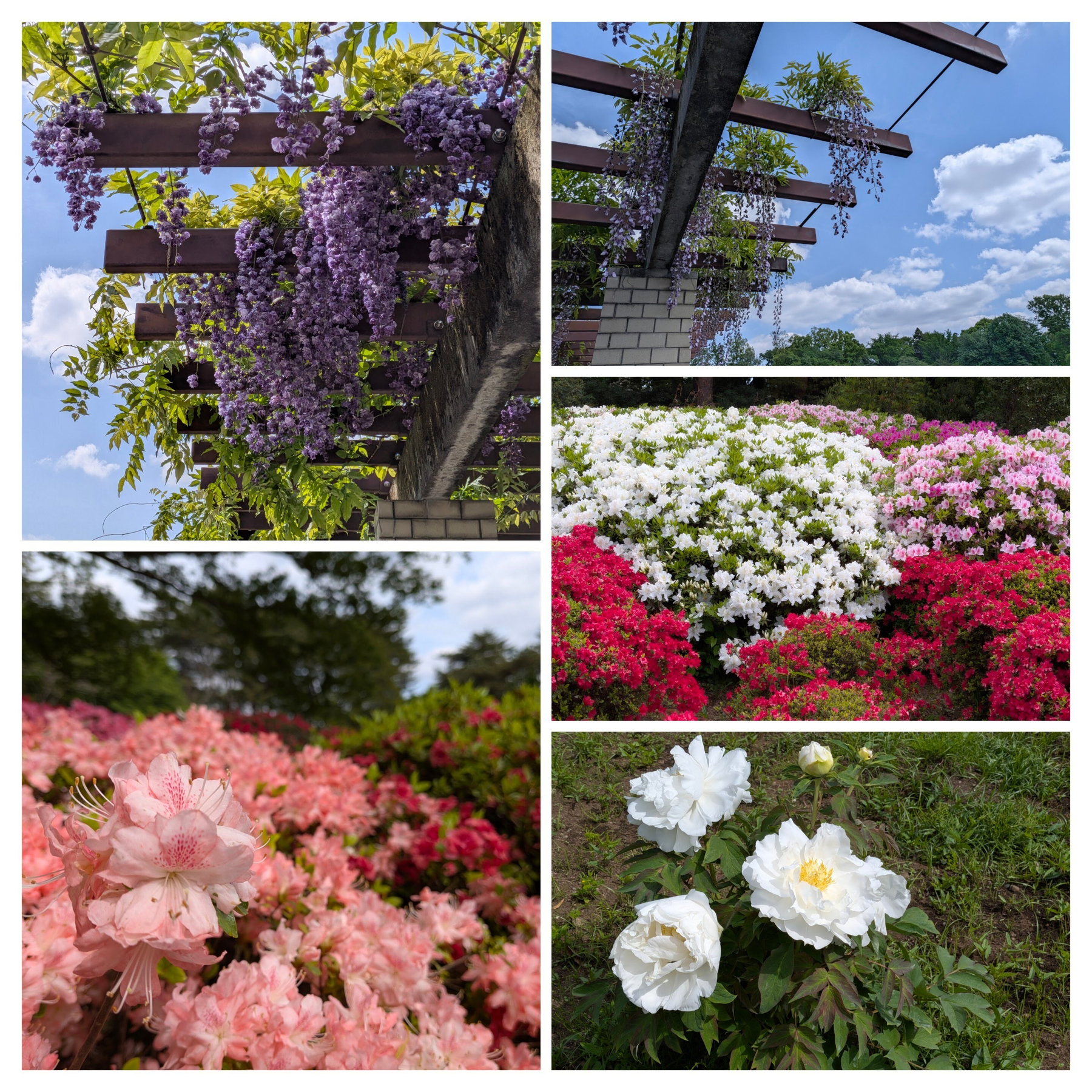 藤棚や色とりどりの花々が咲き誇る庭園の風景です。
