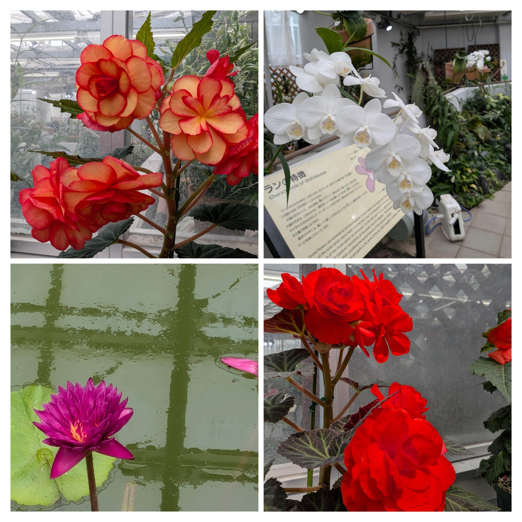 温室内に色とりどりの花々が咲き誇っている様子が描かれています。