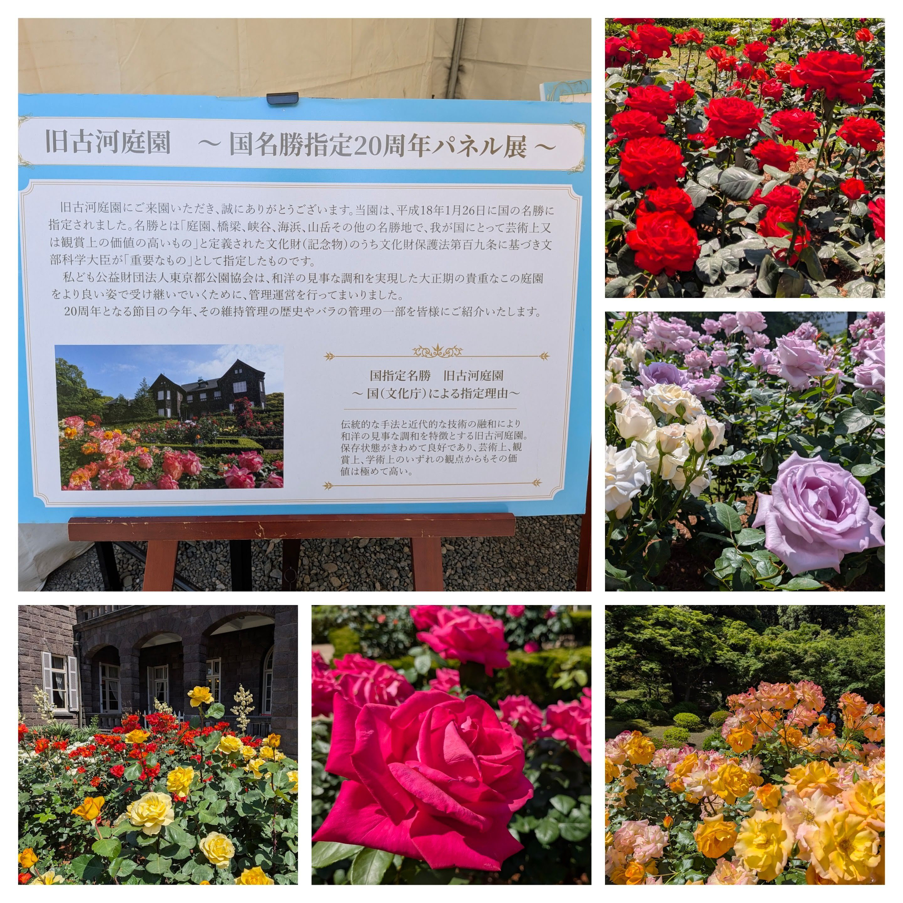 旧古河庭園のバラを紹介する看板と色とりどりのバラの写真が集められたコラージュ。
