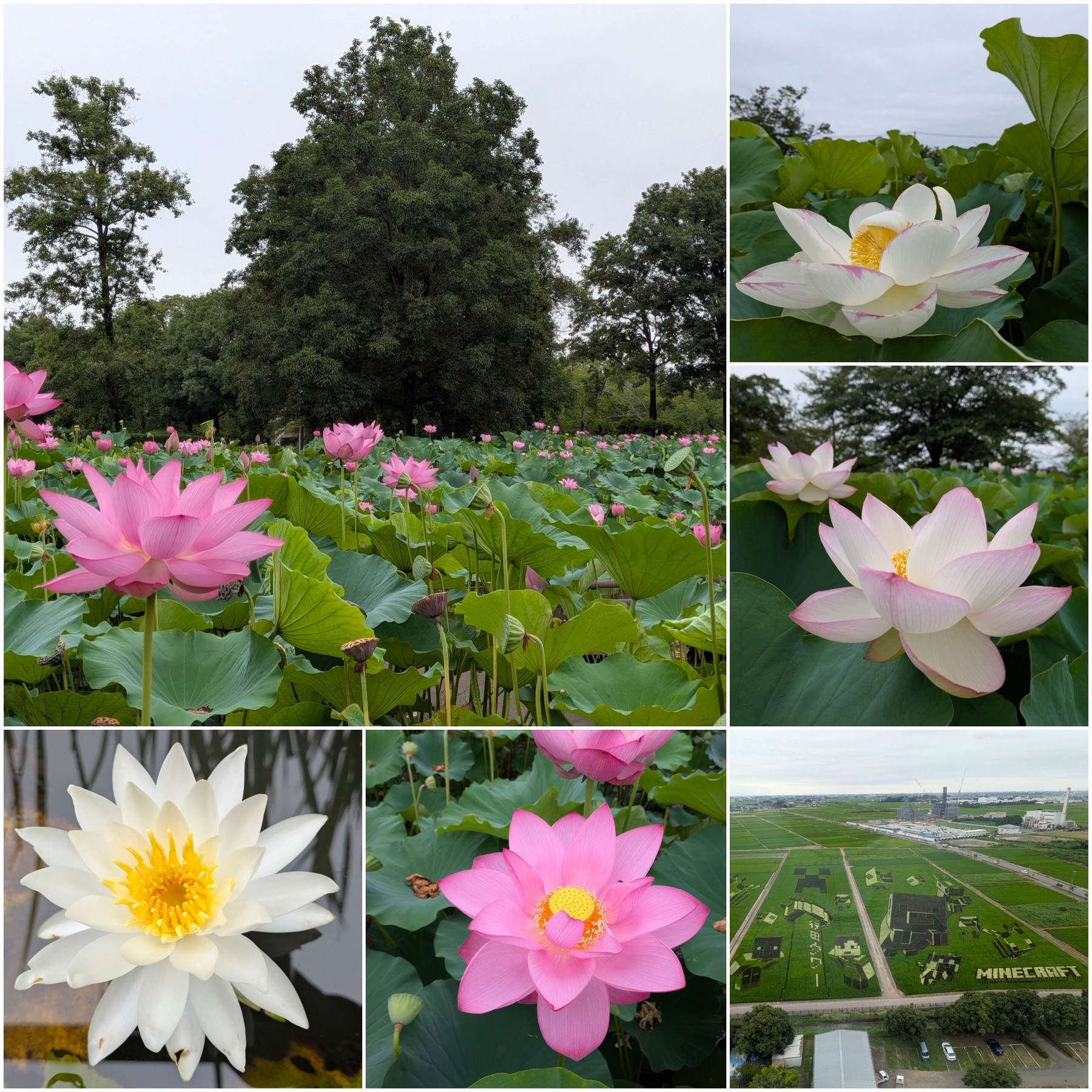 Auto-generated description: 色とりどりの蓮の花が咲き誇る池の風景と、広大な緑地に「MINECRAFT」と文字が描かれた景色が写っている。