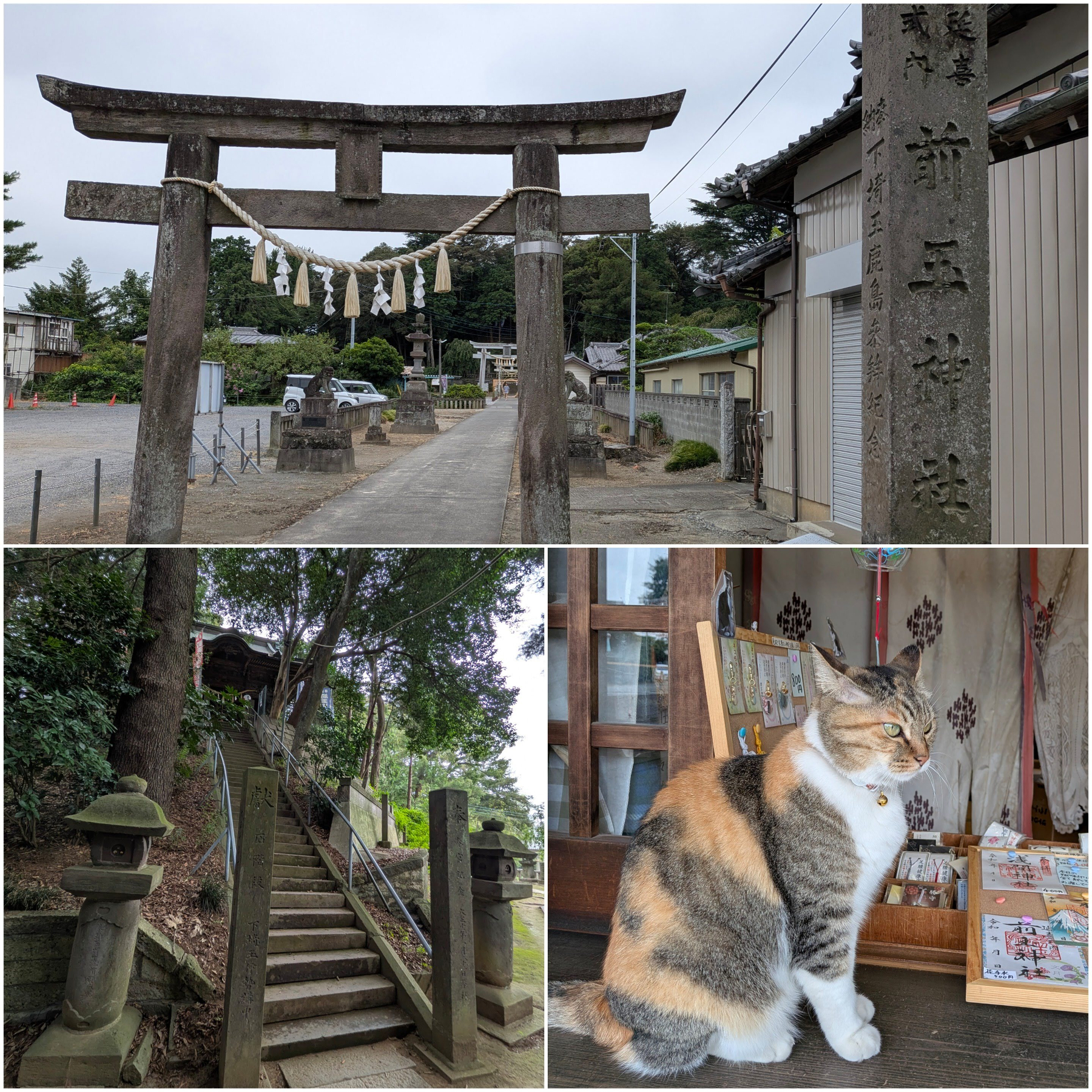 Auto-generated description: 前岳神社の鳥居と階段、そして神社の中にいる三毛猫が写っている。