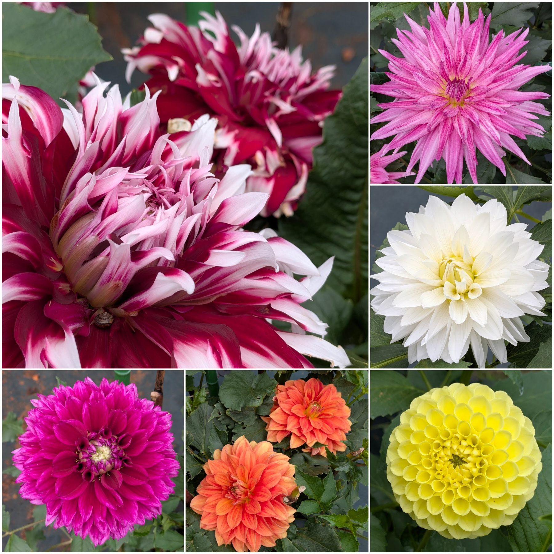 Auto-generated description: さまざまな色と形のダリアの花が美しく咲いている。