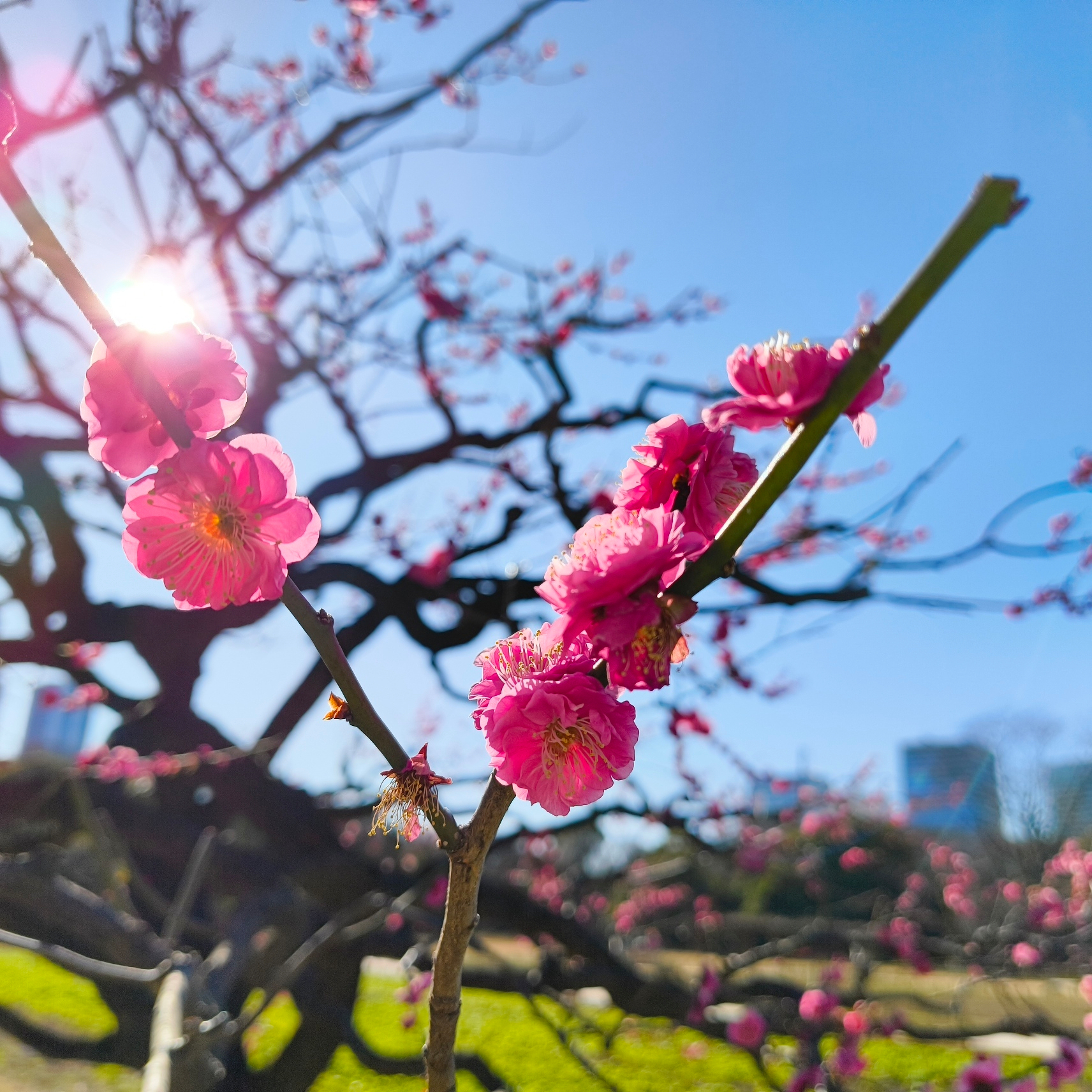 Auto-generated description: 青空の下、枝に咲く鮮やかなピンク色の花が美しく映し出されている。