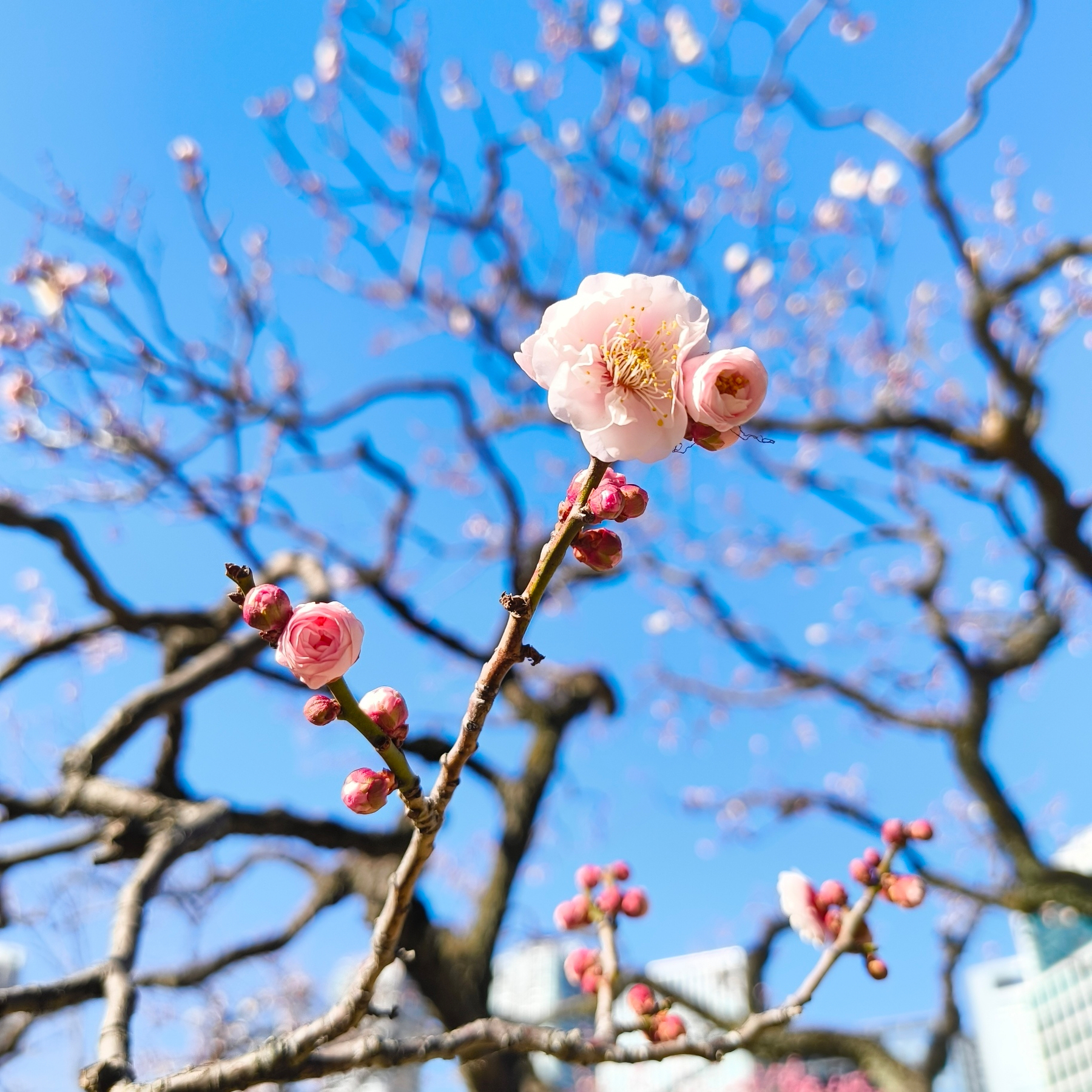 Auto-generated description: 青空を背景に満開の梅の花が咲いている。