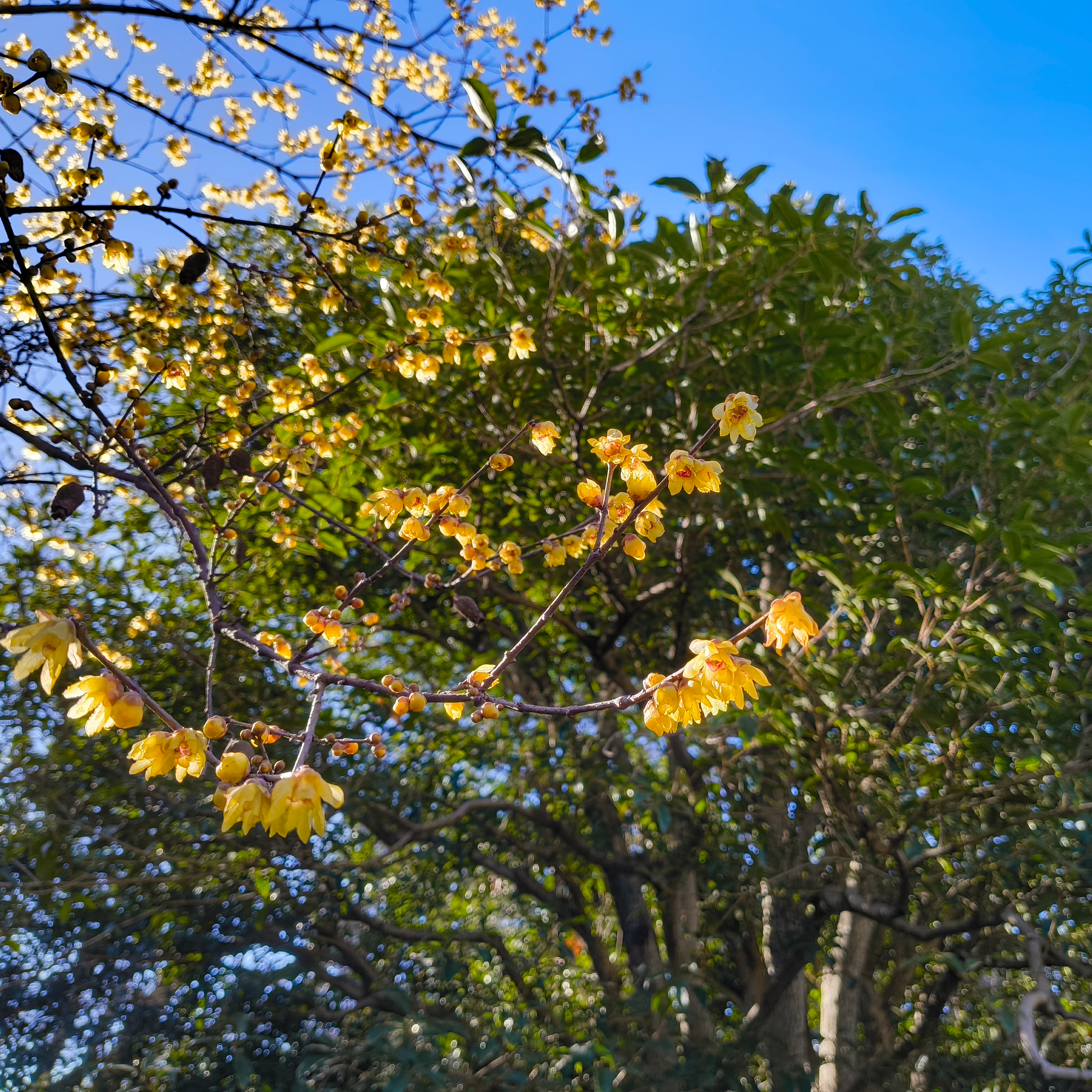 青空の下、ロウバイの花が青空の下盛大に咲いている。