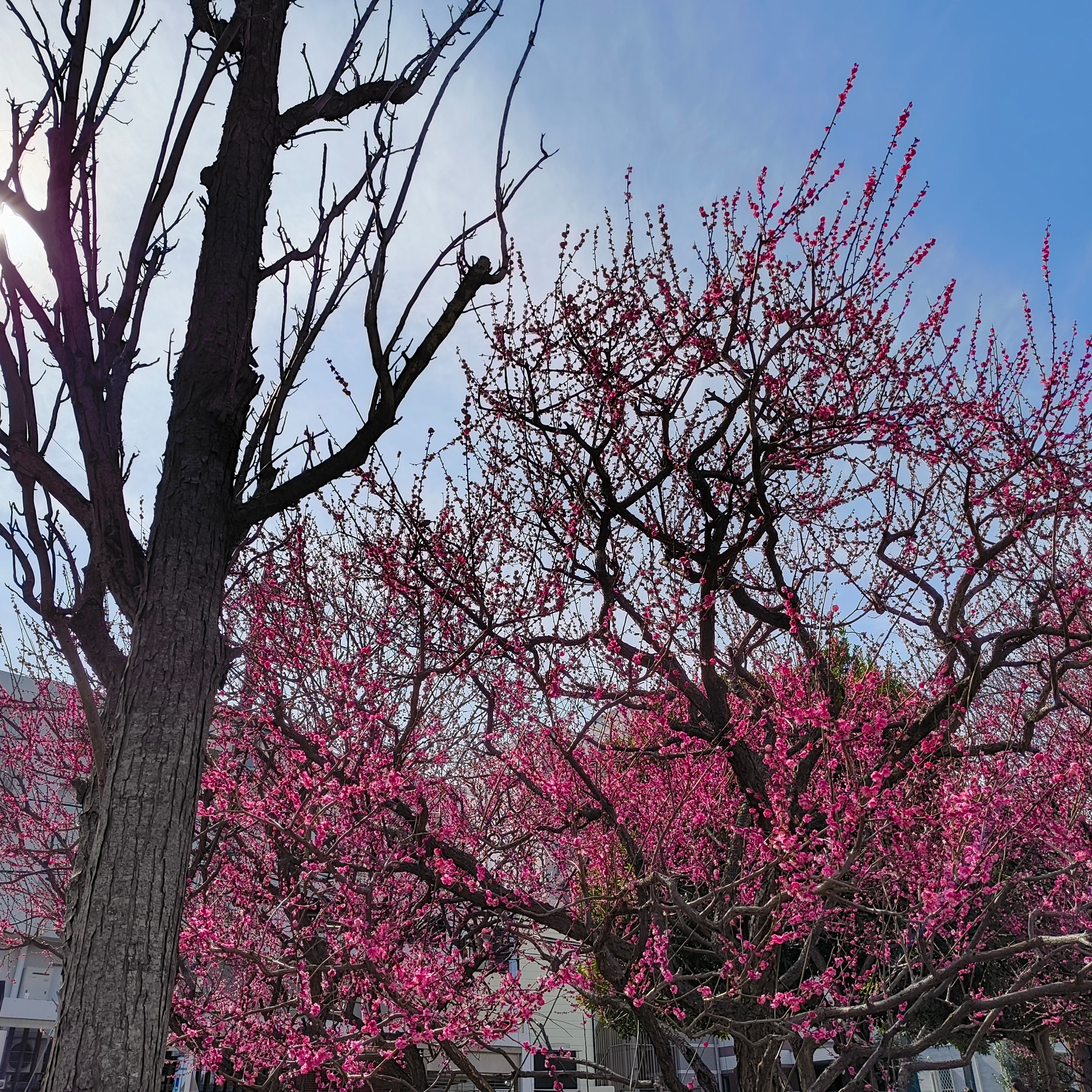 Auto-generated description: 青空の下、ピンク色の花が咲き誇る木々が並んでいます。