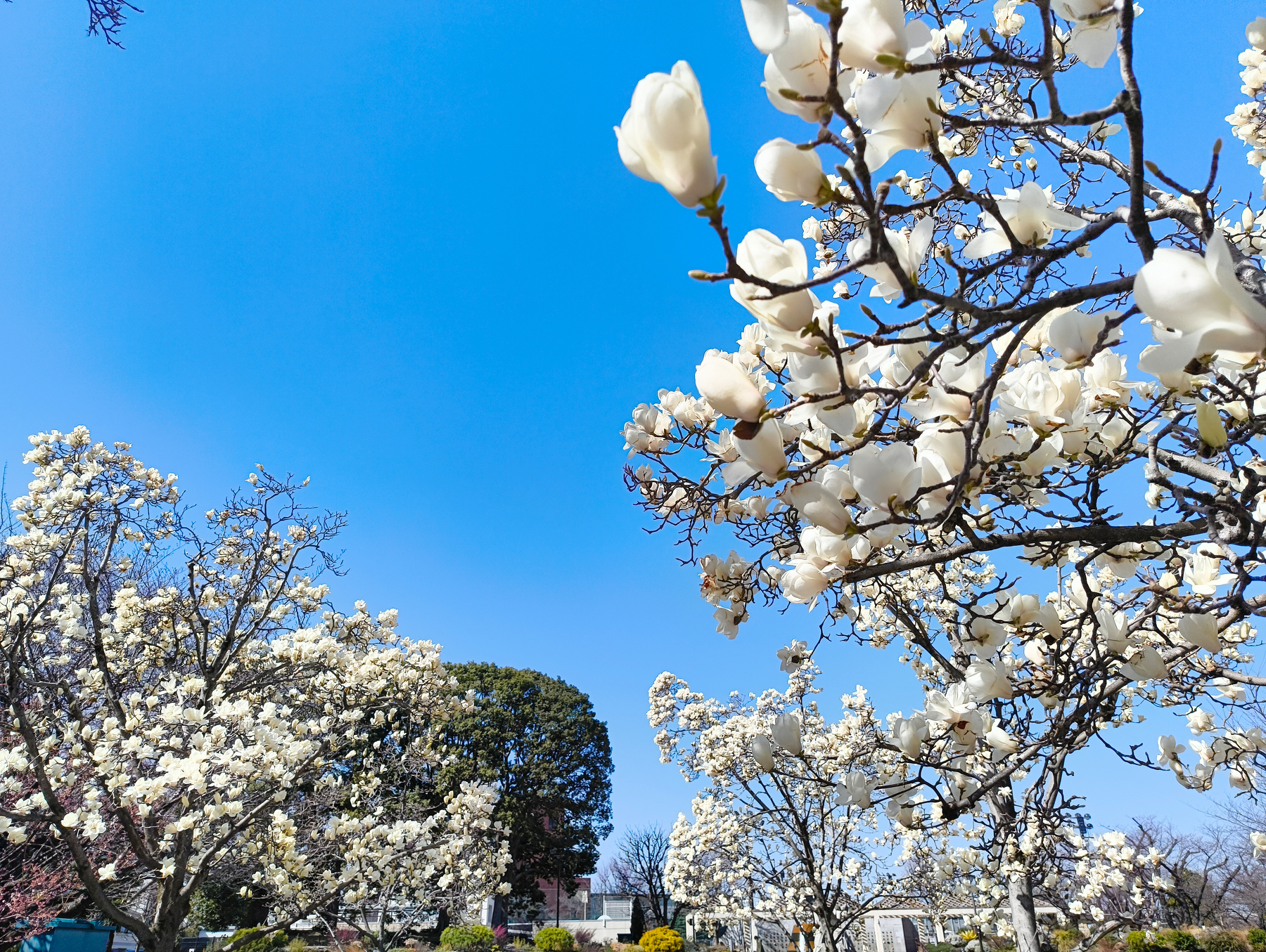 青空の下、満開の白い花が咲く木々が広がっている風景です。