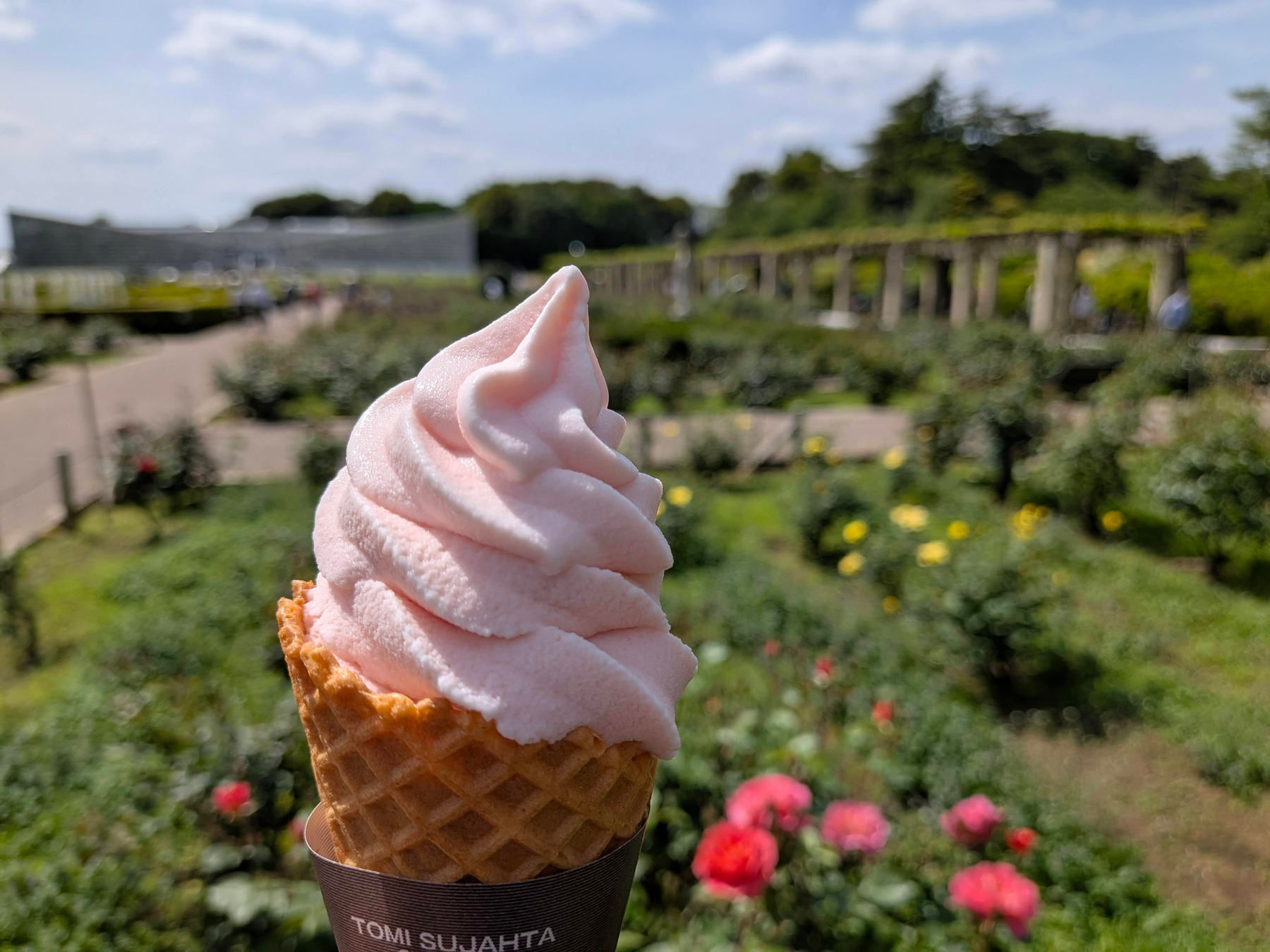 公園の中で食べたバラのソフトクリーム。