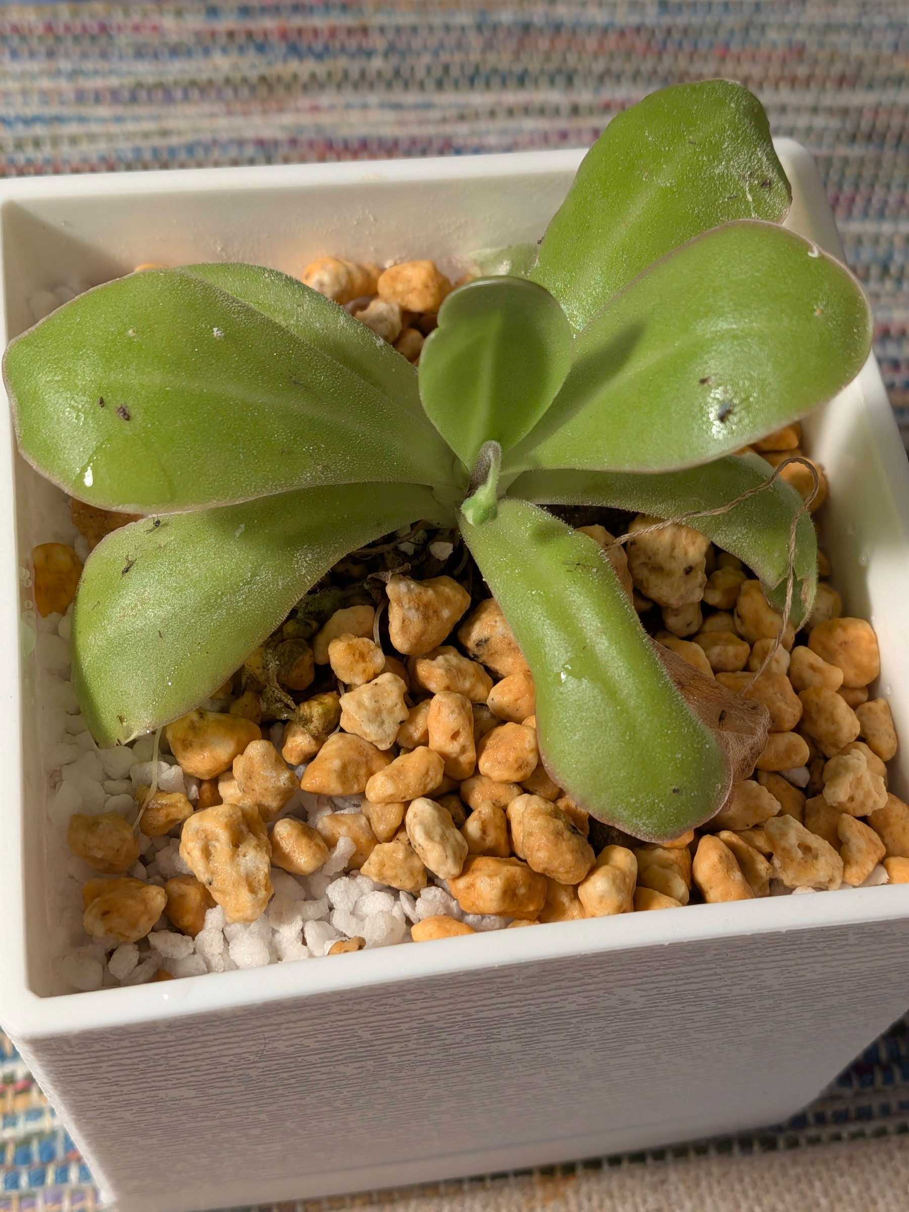 Auto-generated description: 白い鉢に植えられた食虫植物が、日当たりの良い場所に置かれている。